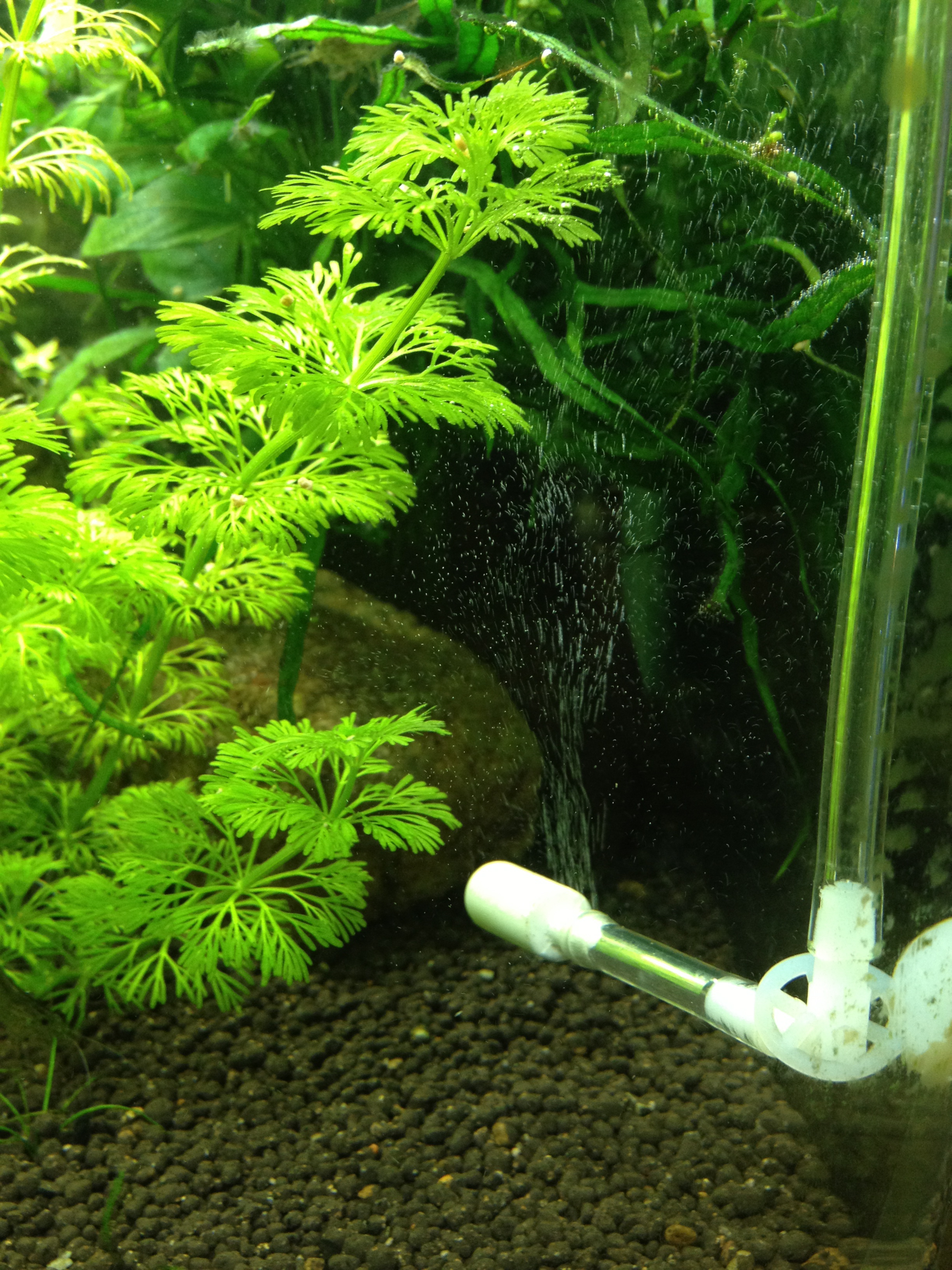 もじゃもじゃしています ペロリの水草ランド２